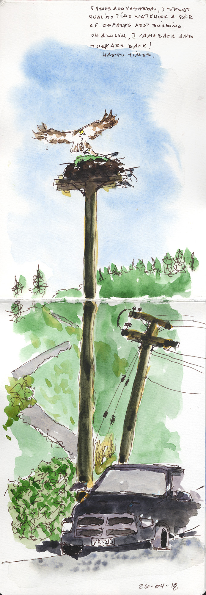 Tall ink and watercolor sketch of two ospreys at a nest on a tall pole, with a second utility pole, a road, trees, and a parked car below; a handwritten note appears in the sky.