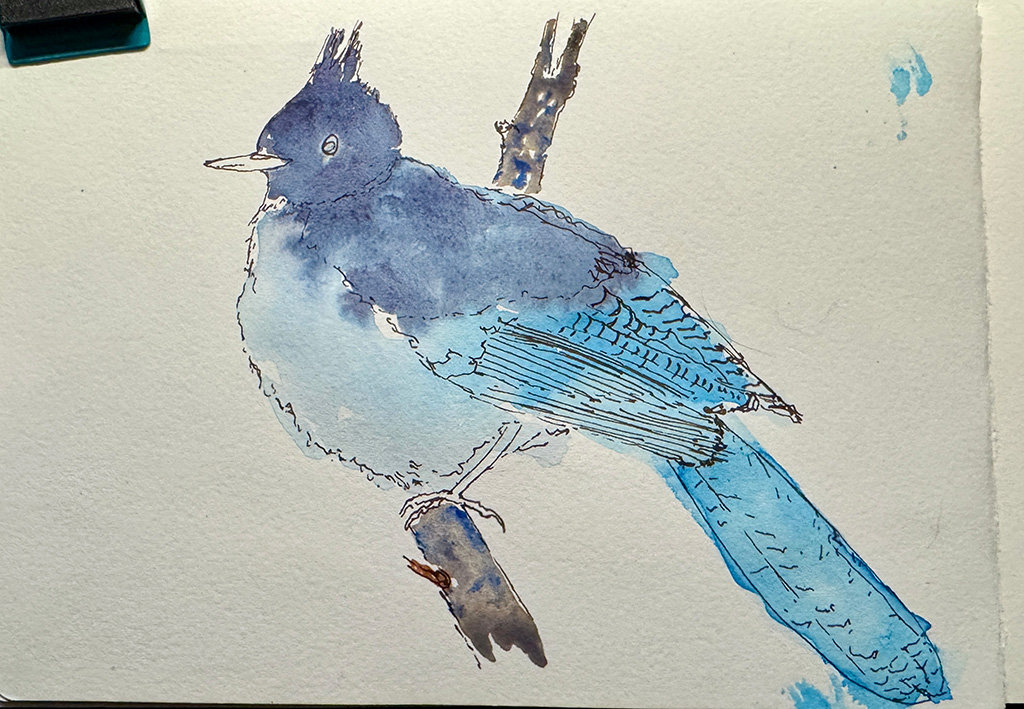 Line and wash sketch. Ink outlines with the first wash of different blues used throughout the body and head and tail.